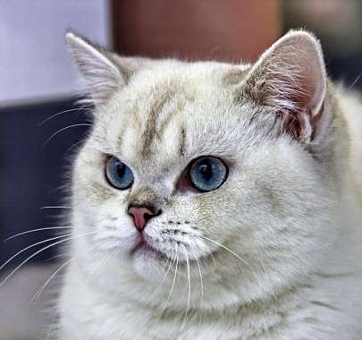 Британская кошка: фото, описание породы, характер, здоровье, уход и  содержание