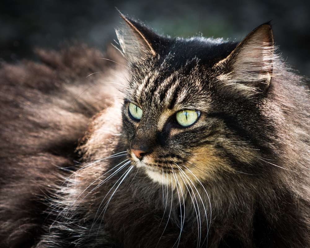 Американская длинношерстная кошка: описание и фото породы, характер,  происхождение