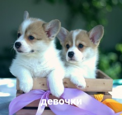 щенки вельш корги пемброк
