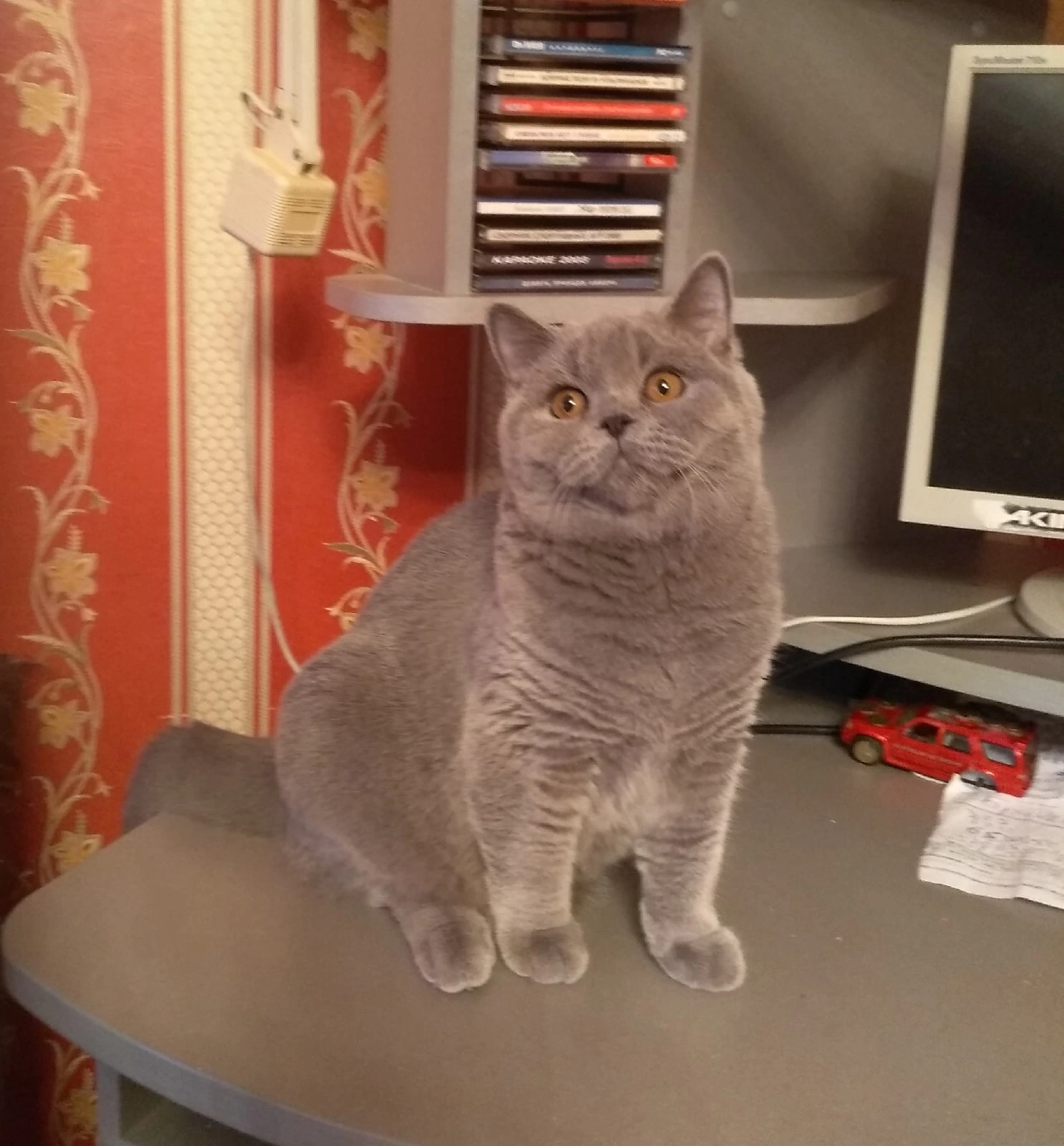 Кошки в Ярославле: Элитные британские котята  Мальчик, 9 000 руб. - фото 5