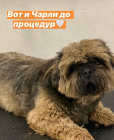 Объявление: Пропала собака, 1 руб., Белгород