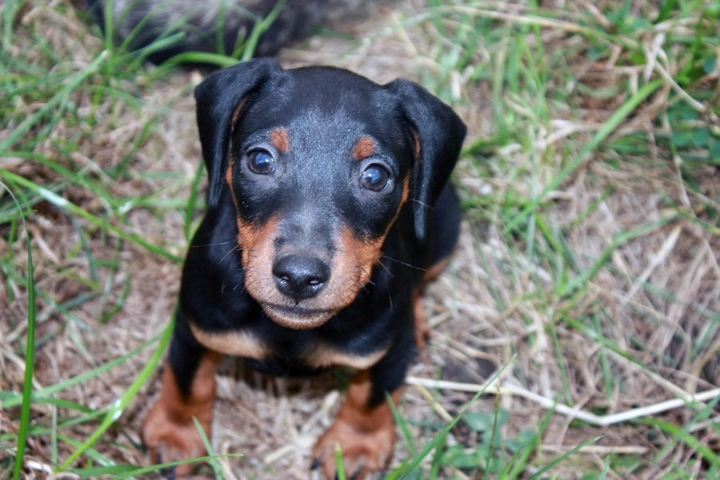 Собаки в Краснодаре: Щенок цвергпинчера Мальчик, 30 000 руб. - фото 4