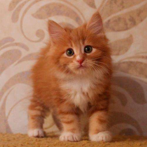 Иванов купить котенка. Сибирский кот рыжий. Рыжий Сибирский котенок 1 месяц. Рыжие Сибирские котята 1мес. Сибирские котята рыжего окраса.