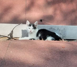 Объявление: Котенок, Бесплатно, Москва