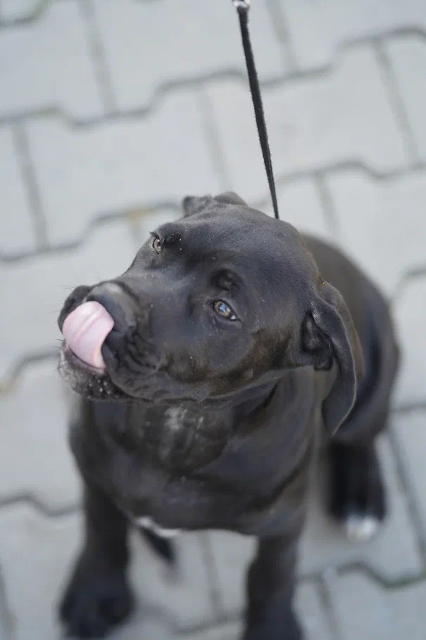 Собаки в Ростове-на-Дону: кане корсо Мальчик, 35 000 руб. - фото 2