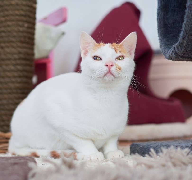 Анатолийская кошка: описание породы, фото, характер, выбор и покупка котенка
