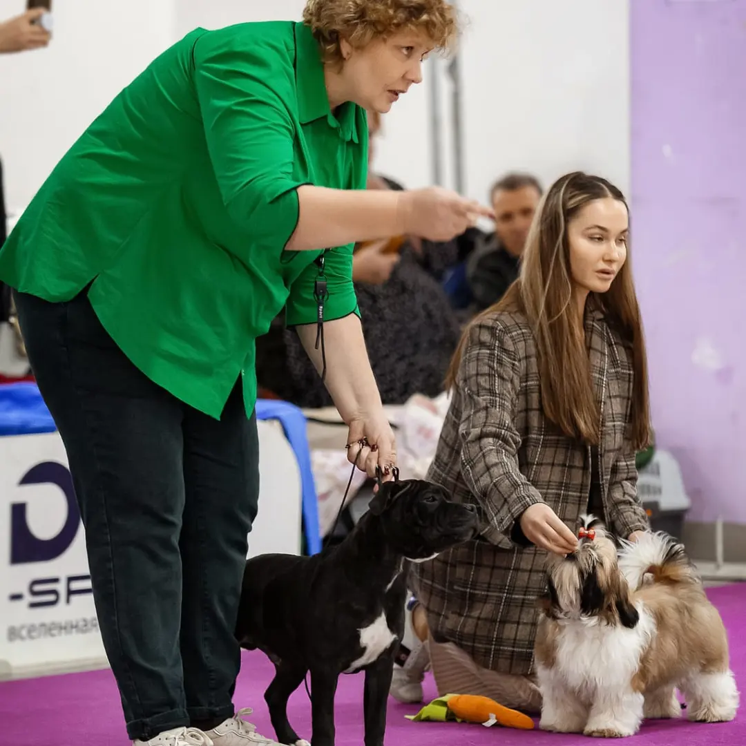 Собаки в Москве: Подрощеный щенок стаффордширского бультерьера Мальчик, 90 000 руб. - фото 3