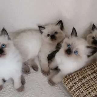 Рэгдолл потрясающие девочки