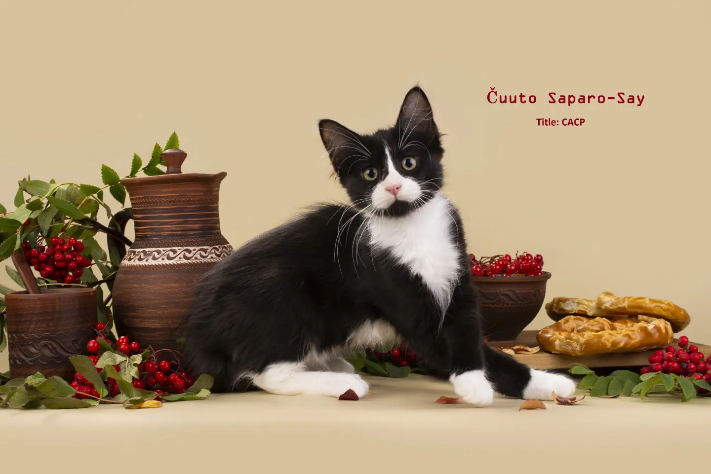 Породистые котята Карельского бобтейла - купить, продать или отдать на  Kinpet
