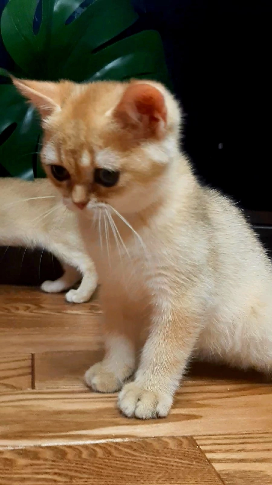 Кошки в Москве: Котенок золотая шиншилла Мальчик, 17 000 руб. - фото 5