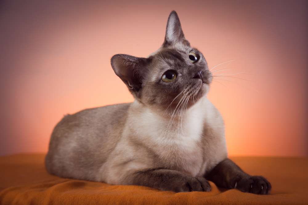 Тонкинез, или тонкинская кошка: описание породы и фото, характер, цена котят