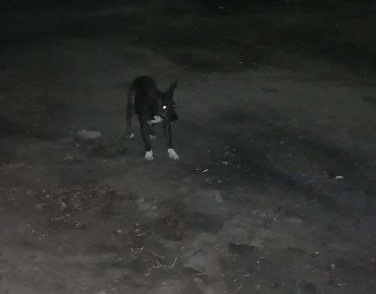 Объявление: Найдена небольшая собака. ЮМР Краснодар., Бесплатно, Краснодар