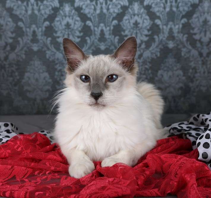 Яванская кошка