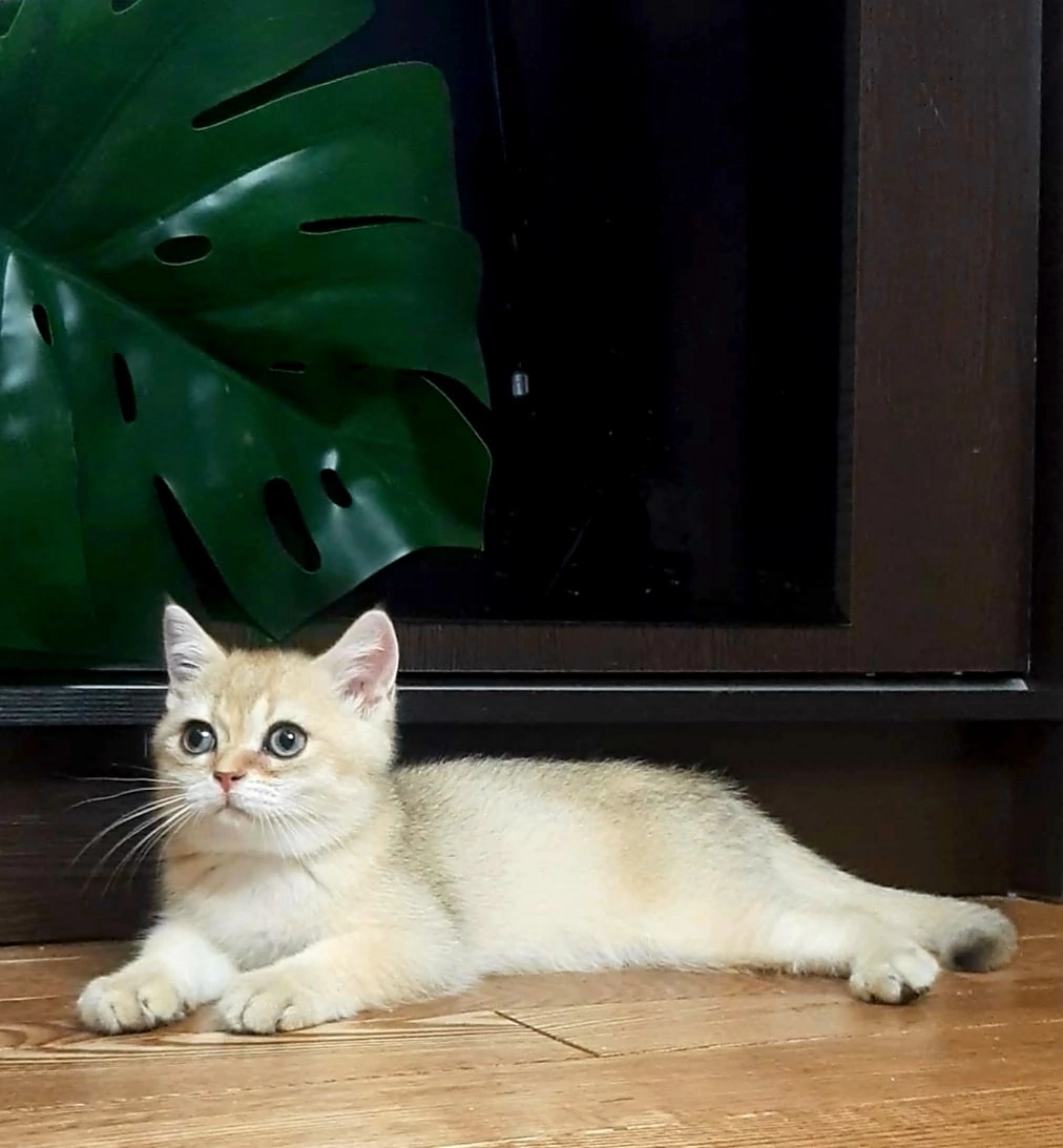 Кошки в Москве: Котенок золотая шиншилла Мальчик, 17 000 руб. - фото 6