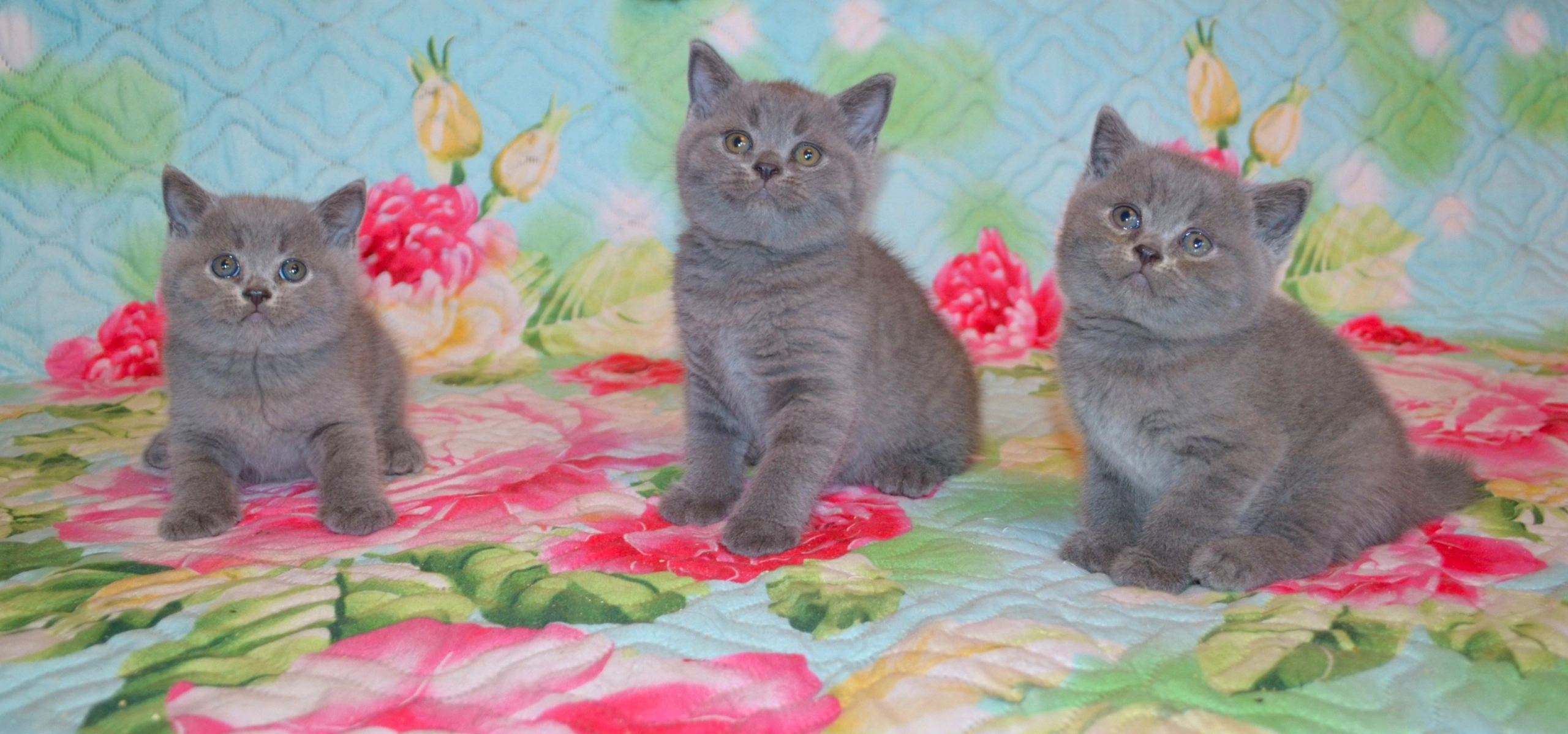 Кошки в Ярославле: Элитные британские котята  Мальчик, 9 000 руб. - фото 2
