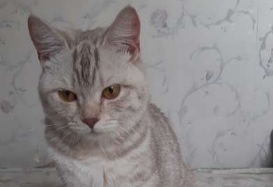 Объявление: Потерялась кошка рядом с озером Чебачье на даче, 5 000 руб., Карасук