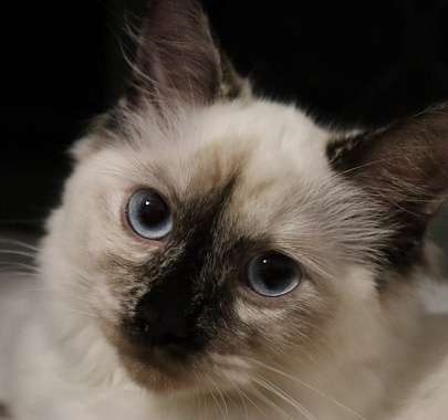 Невская маскарадная кошка: фото, описание породы, характер, здоровье, уход  и содержание