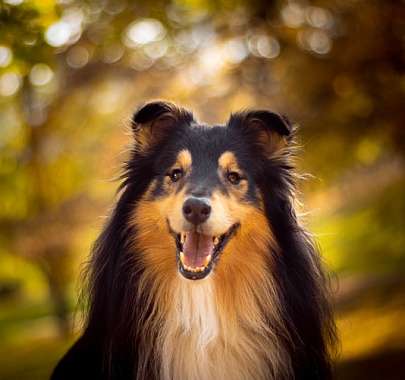 Порода собак шотландский колли: характер и содержание собак, фото,  интересные факты
