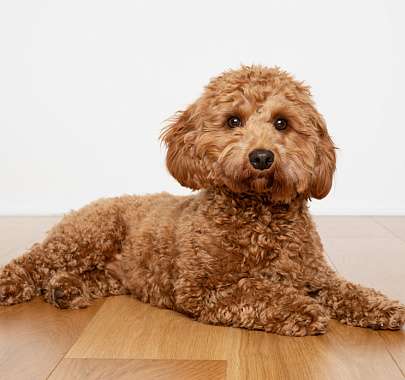 Порода собак кавапу: фото, цена щенков, характер и содержание