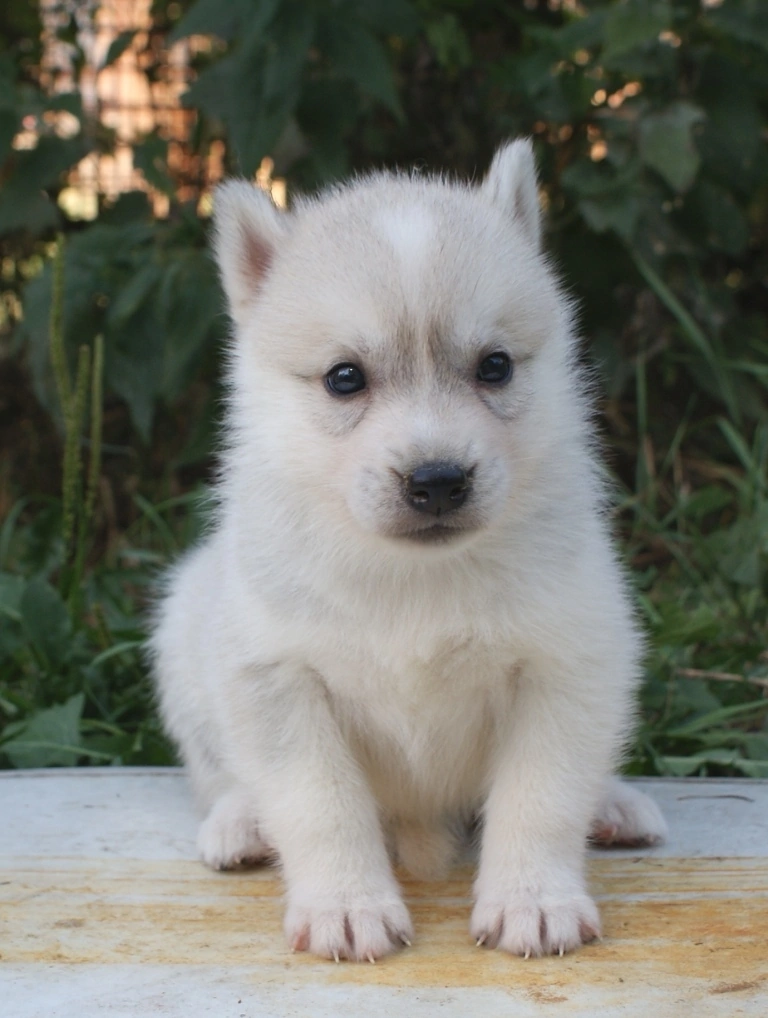 Собаки в Истре: щенки сибирский хаски Девочка, 25 000 руб. - фото 5