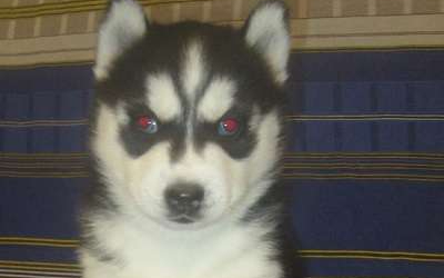 Хаски Щенки Разных окрасов