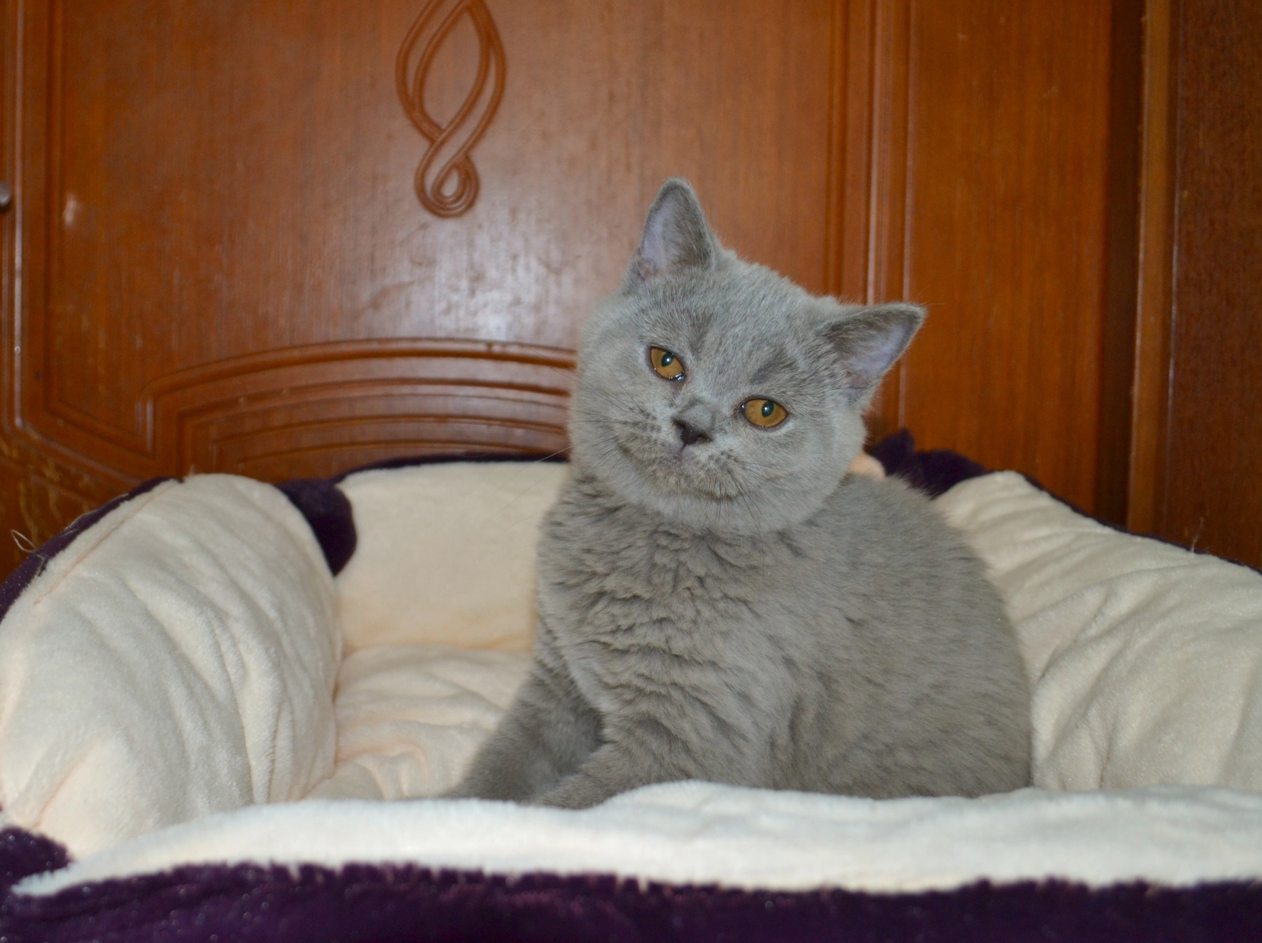 Кошки в Ярославле: Элитные британские котята  Мальчик, 9 000 руб. - фото 4