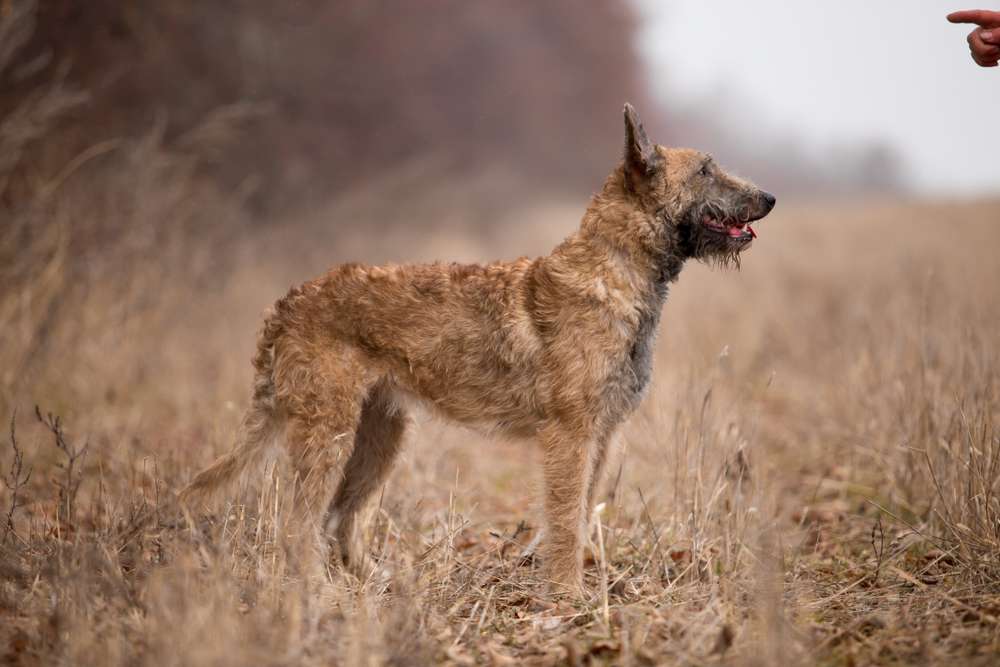 Бельгийская овчарка лакенуа: описание породы, фото, характер, щенки