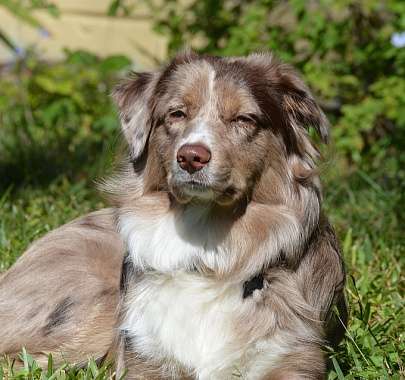 Австралийская овчарка: описание породы, характер, достоинства и недостатки