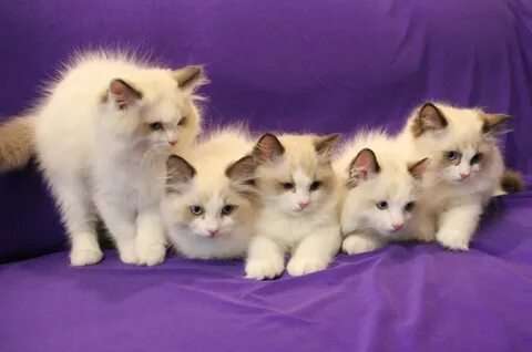Ragdoll kittens