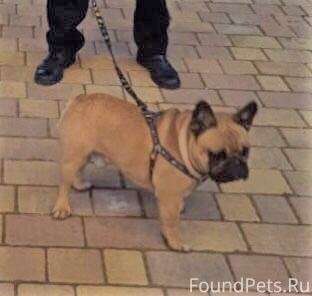 Объявление: Пропала собака  французский бульдог, 2 000 руб., Гуково