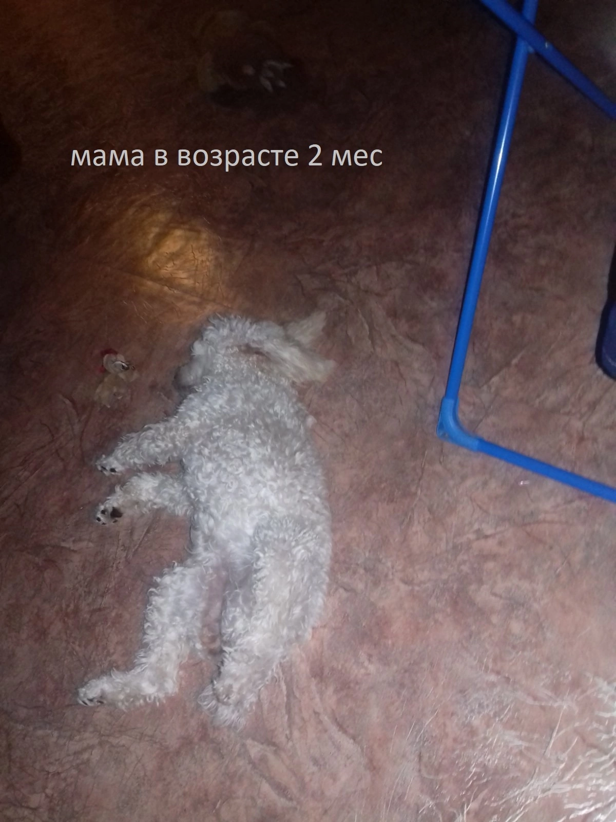 Собаки в Оренбурге: Щенки карликового пуделя Девочка, 35 000 руб. - фото 4