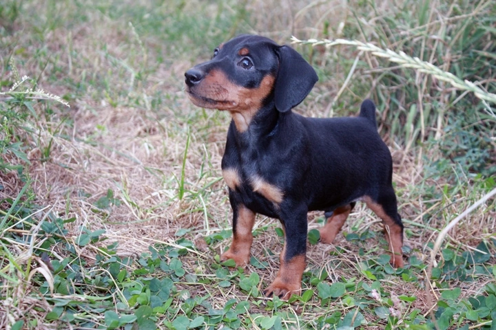 Собаки в Краснодаре: Щенок цвергпинчера Мальчик, 30 000 руб. - фото 3