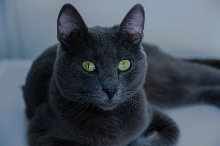 Русская голубая кошка: фото, описание породы, характер, здоровье, уход и  содержание