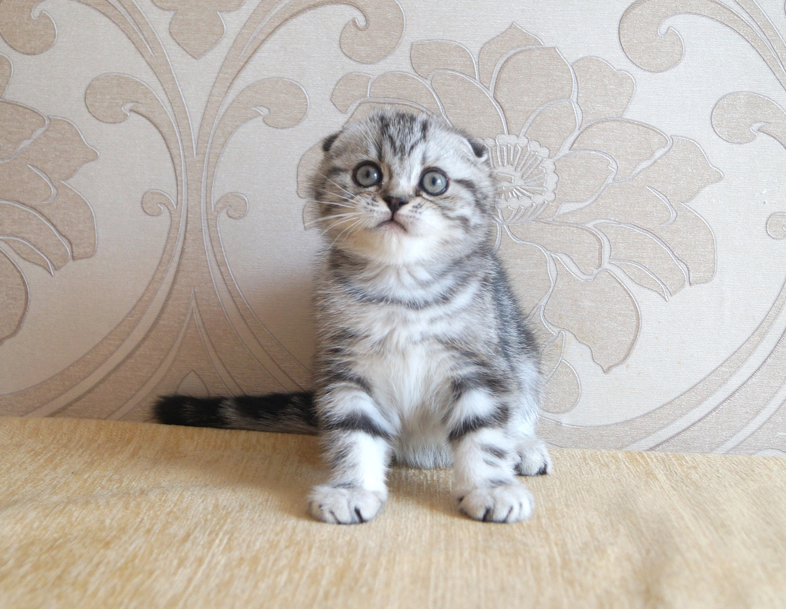 Кошки в Казани: Котик скоттиш фолд  Мальчик, 10 000 руб. - фото 3