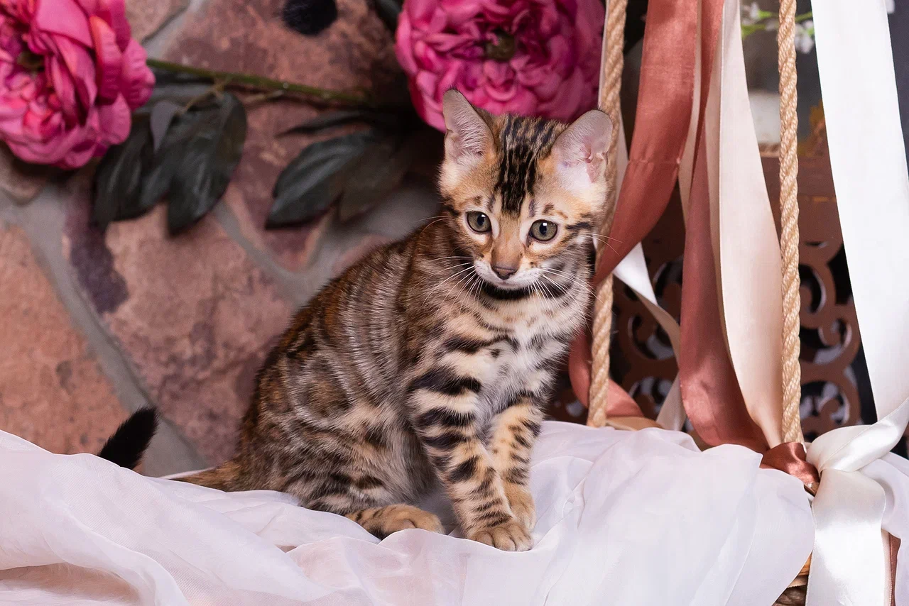 Кошки в Краснодаре: Продажа котят Мальчик, 55 000 руб. - фото 7