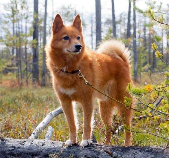 Карело-финская лайка, или финский шпиц: описание породы, характер собаки и  щенка, фото, цена