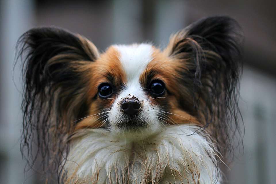 Папильон: описание породы, характер собаки и щенка, фото, цена