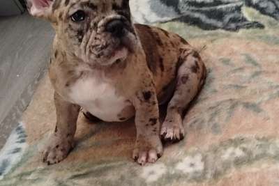 Мальчик французский бульдог