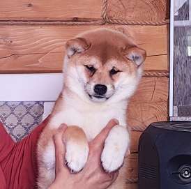 Сиба ину. Красотка.