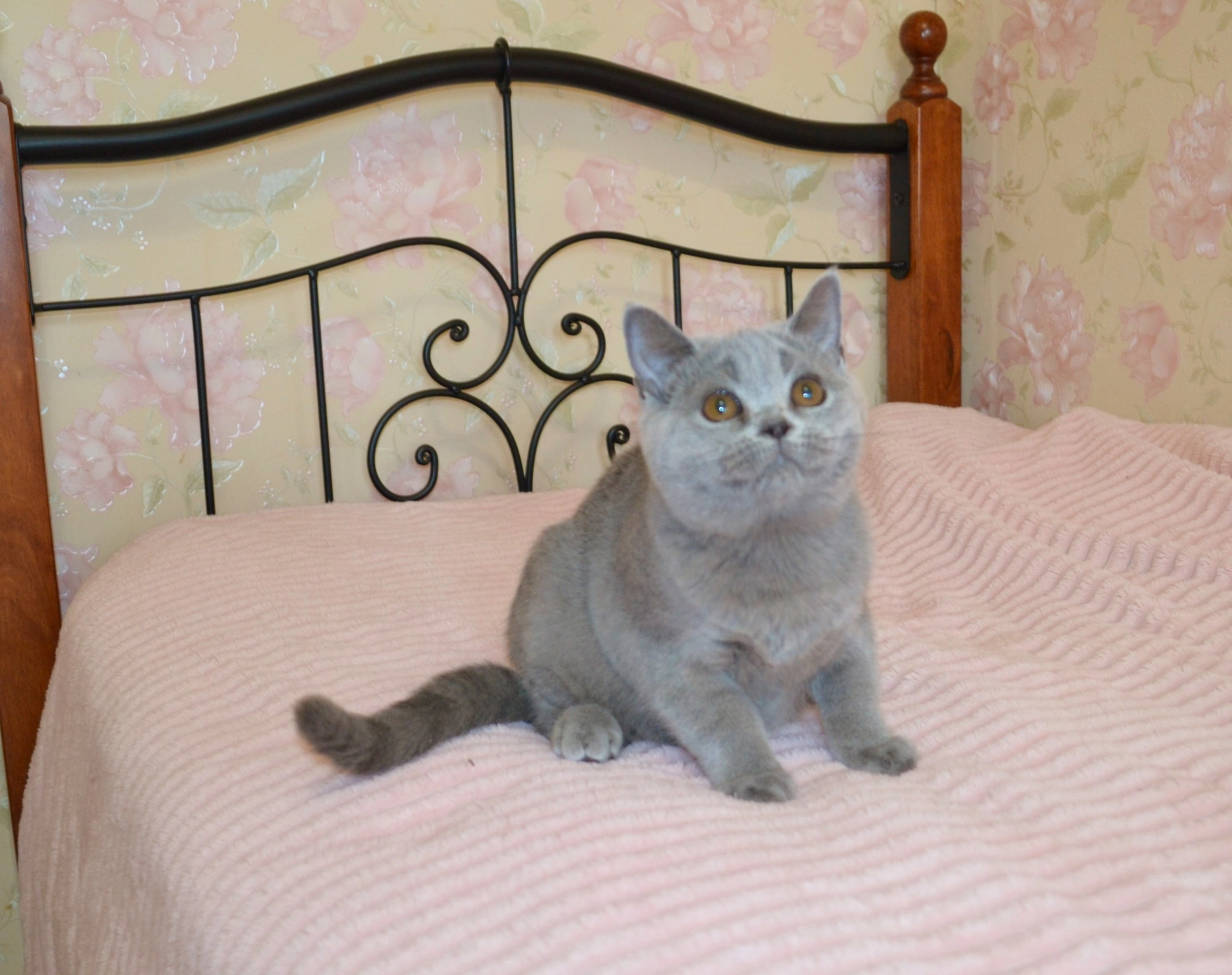 Кошки в Ярославле: Элитные британские котята  Мальчик, 9 000 руб. - фото 9