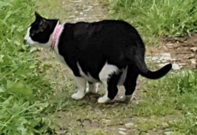 Объявление: Потерялся чёрно-белый кот Фидель , 10 000 руб., Зеленоград