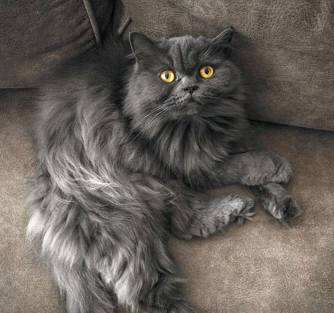 Британская длинношерстная кошка: фото, описание породы, характер, здоровье,  уход и содержание