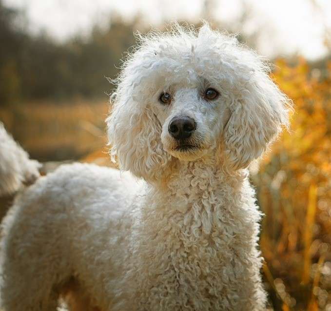 Карликовый пудель: фото, описание, характер породы - все о маленьких пушистых собаках