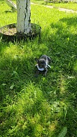 Французский бульдог голубого окраса