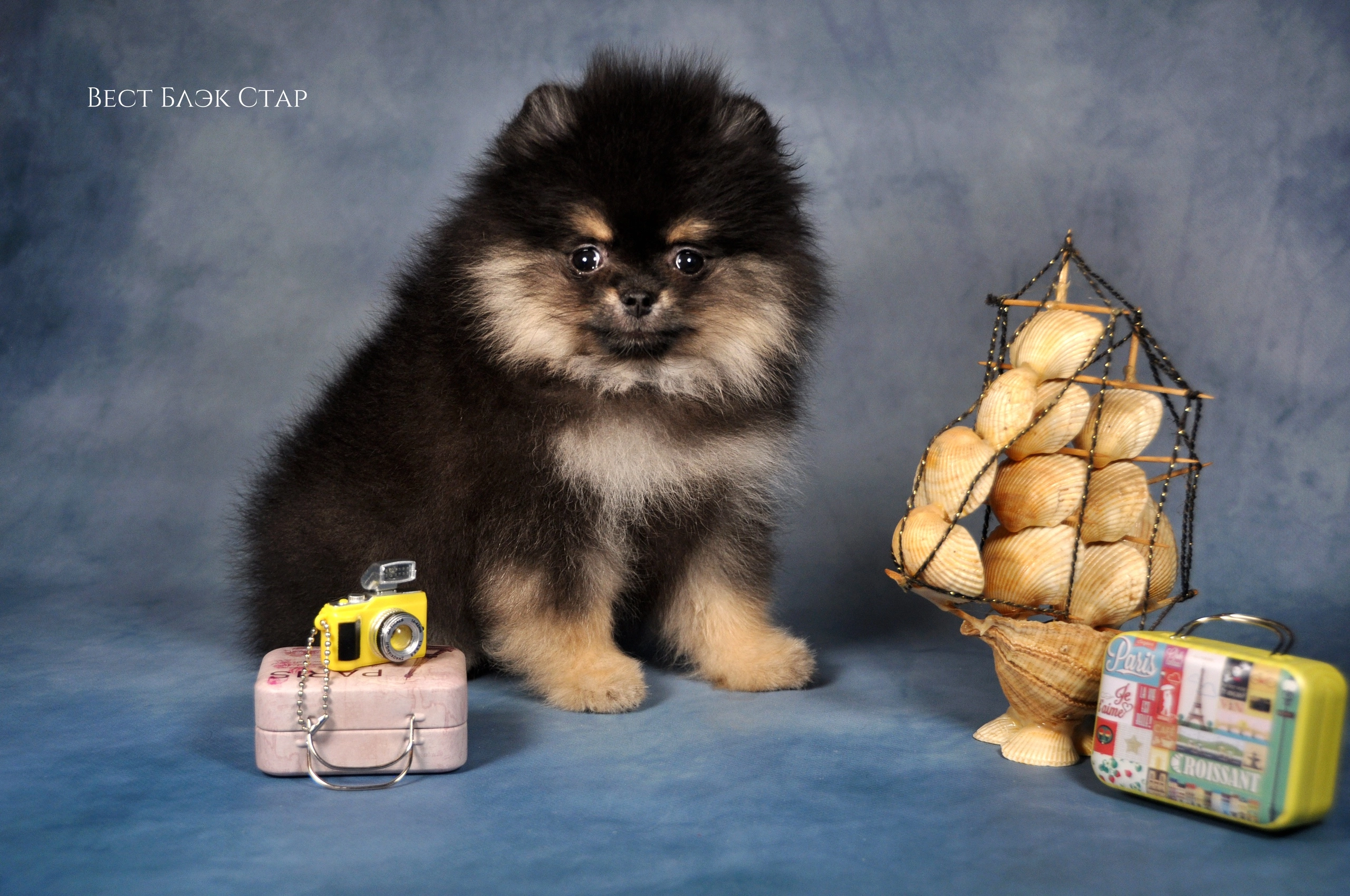 Собаки в Узловой: Шпиц Мальчик, 75 000 руб. - фото 2