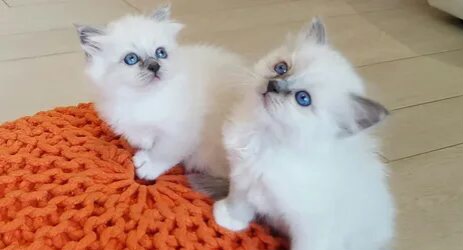 Рэгдолл кошечки