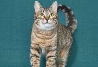 Чудесная кошечка Яблонька ищет дом