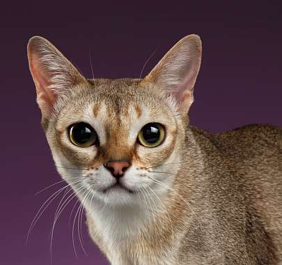 Сингапурская кошка: характер, размер, особенности содержания, цена сингапуры