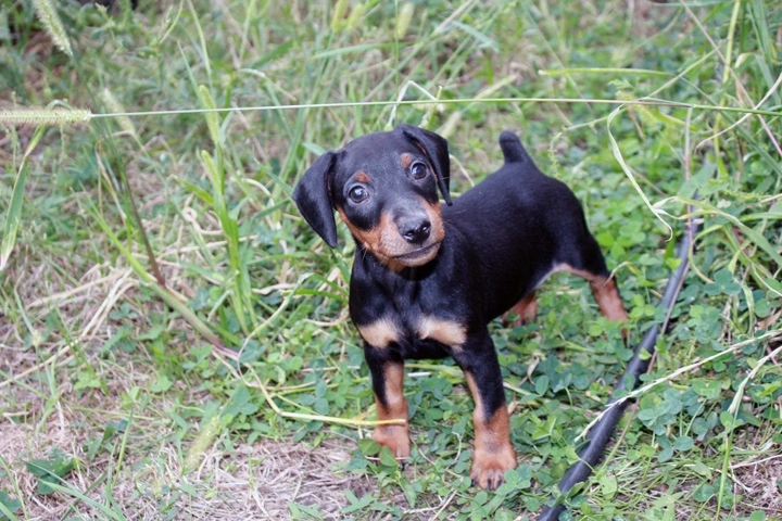 Собаки в Краснодаре: Щенок цвергпинчера Мальчик, 30 000 руб. - фото 2