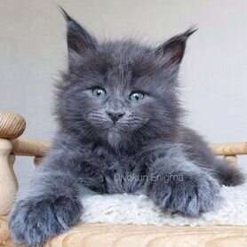 Полидакт мейгкун котята